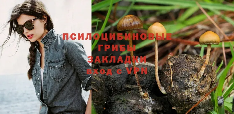 Галлюциногенные грибы Psilocybe  Костерёво 